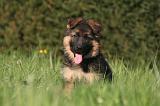BERGER ALLEMAND 1244